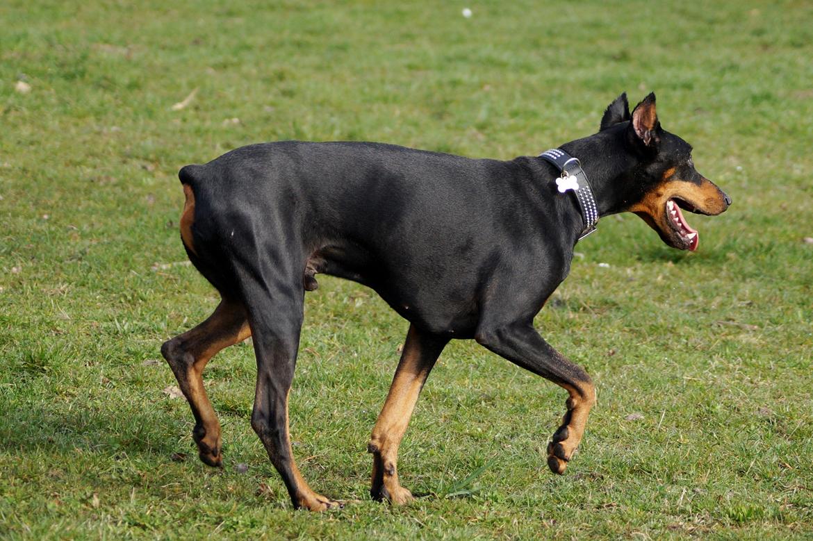 Dobermann Snoopy *Snoobs* billede 8