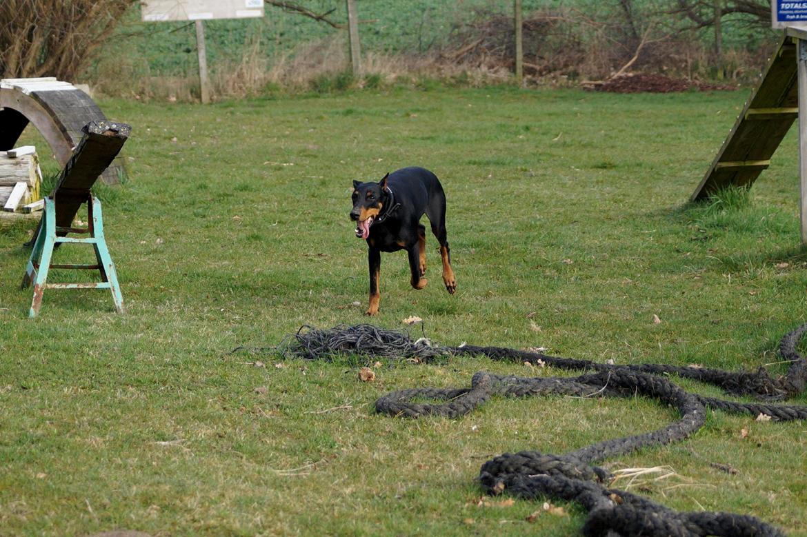 Dobermann Snoopy *Snoobs* billede 10