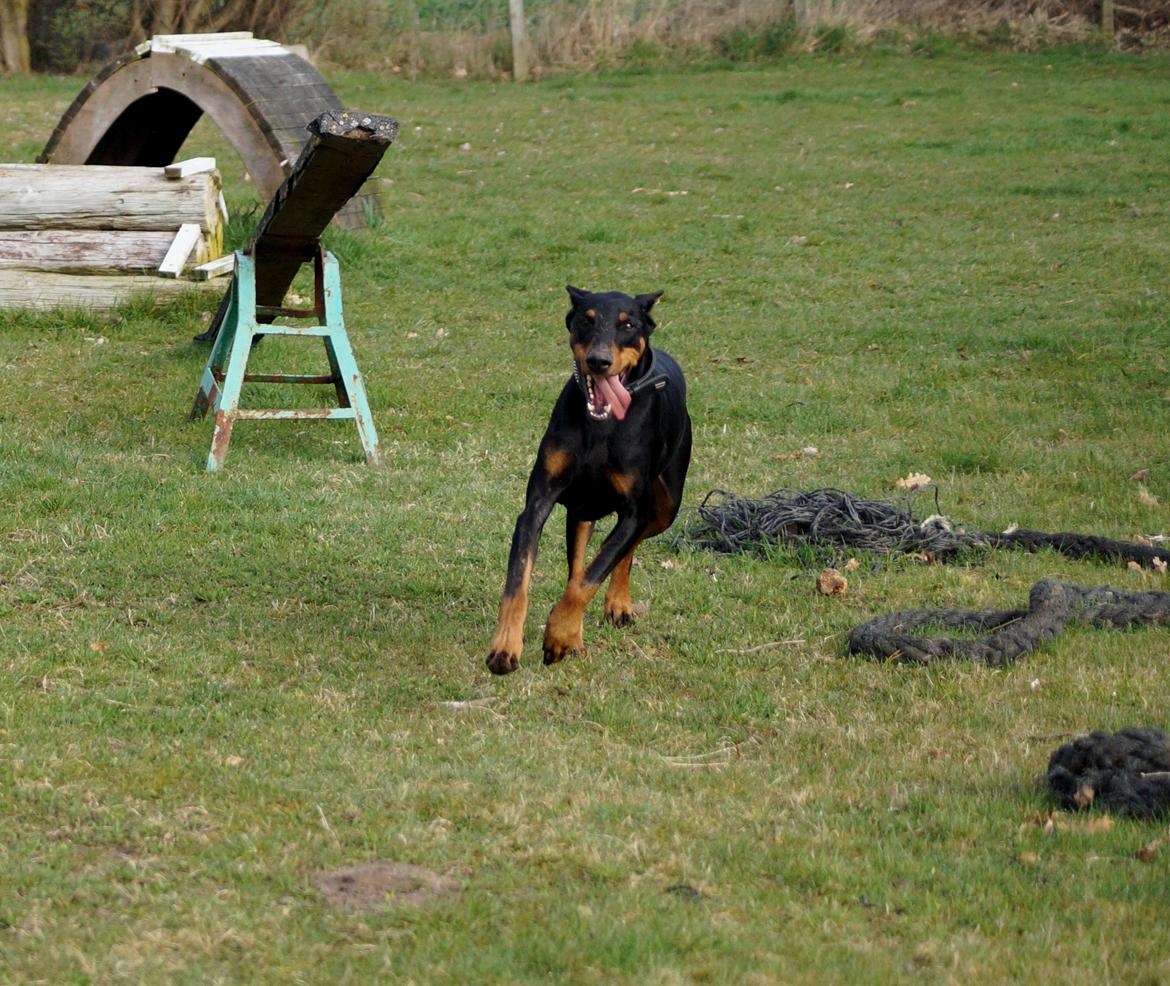 Dobermann Snoopy *Snoobs* billede 4