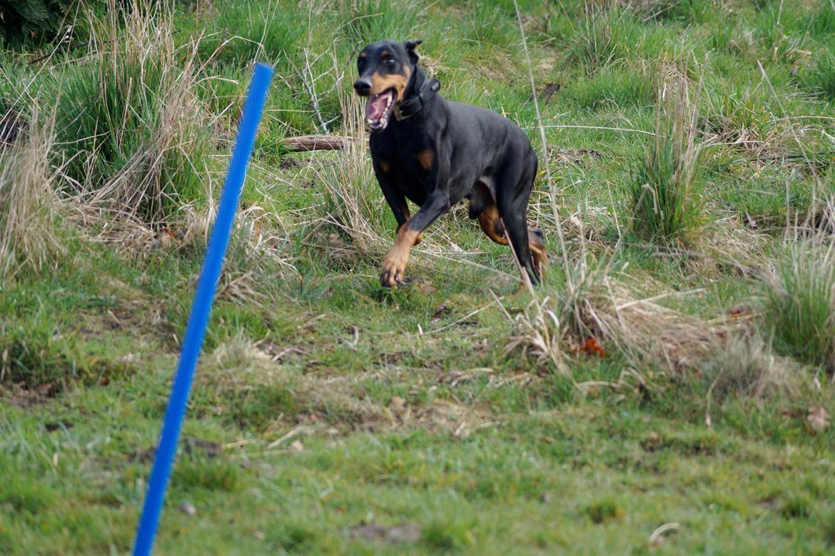 Dobermann Snoopy *Snoobs* billede 6