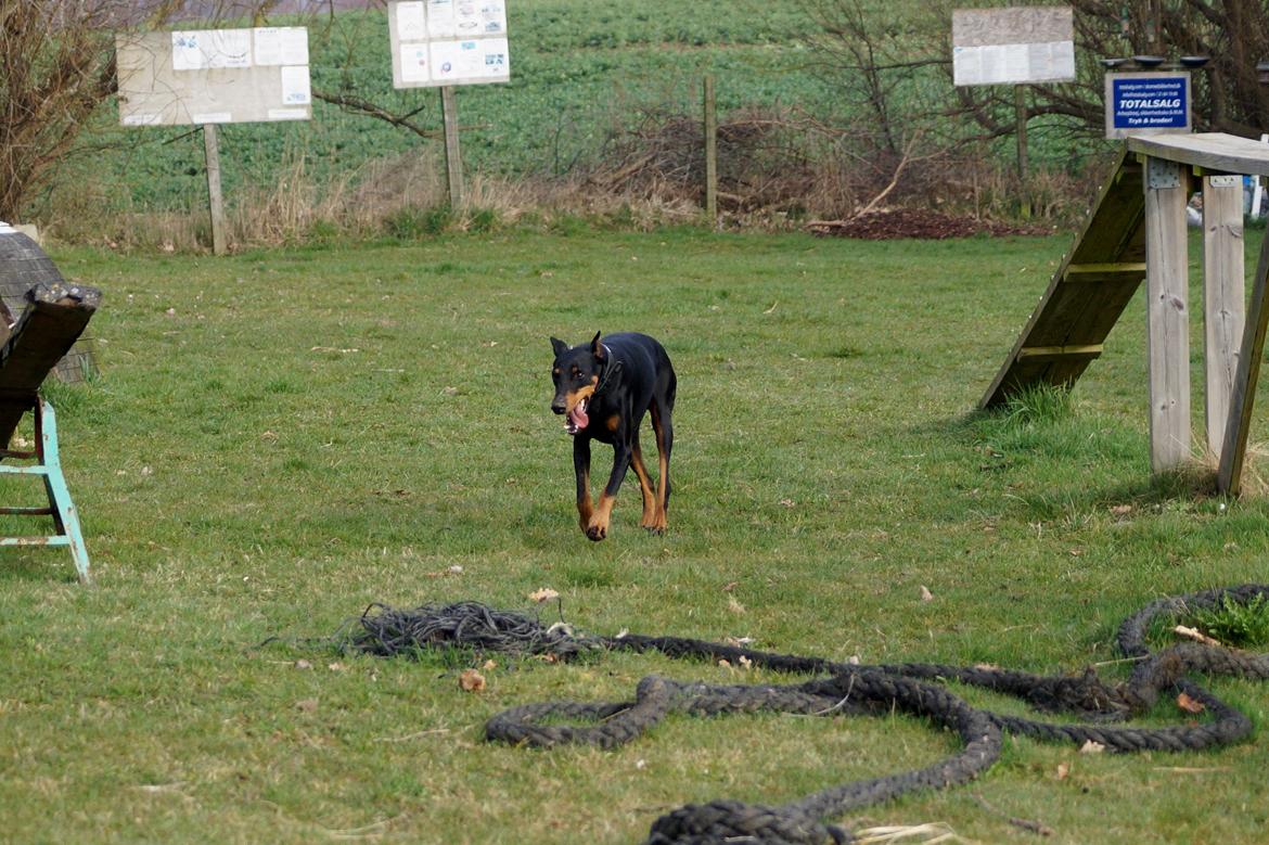 Dobermann Snoopy *Snoobs* billede 9