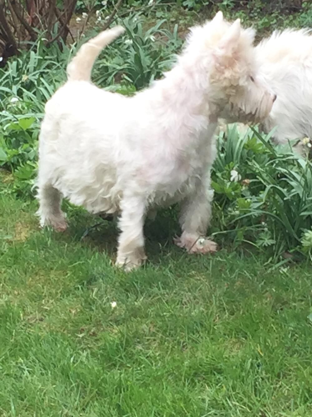 West highland white terrier la gry,s super nova (sally) himmelhund billede 1