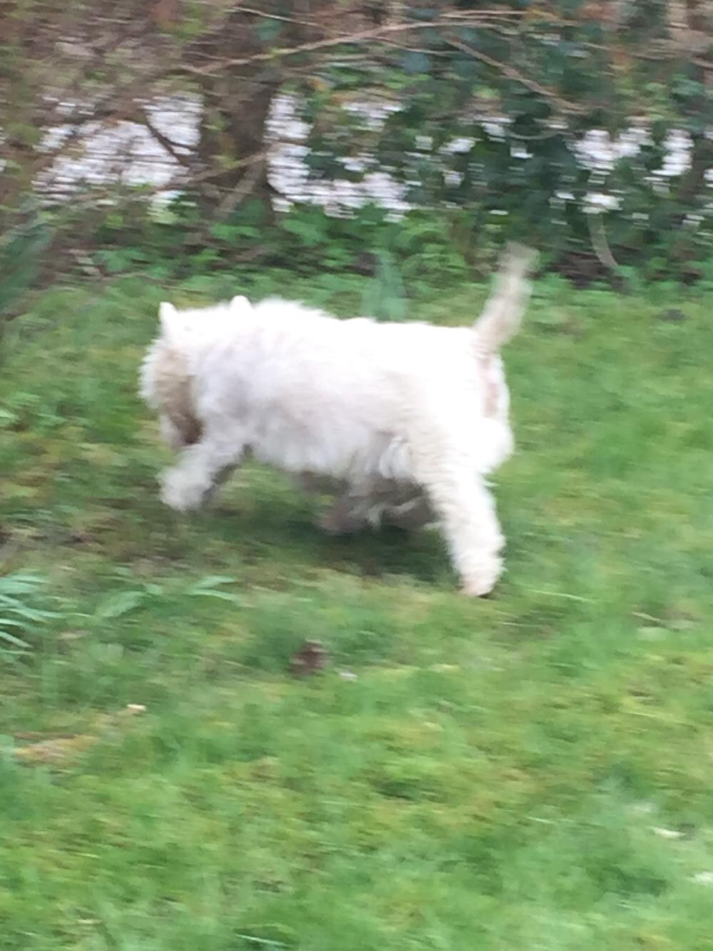 West highland white terrier la gry,s super nova (sally) himmelhund billede 2