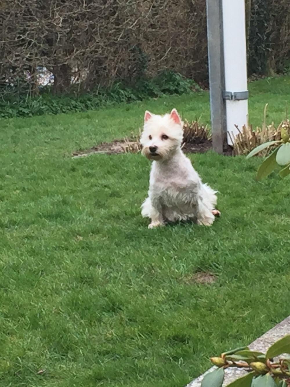 West highland white terrier la gry,s super nova (sally) himmelhund billede 3