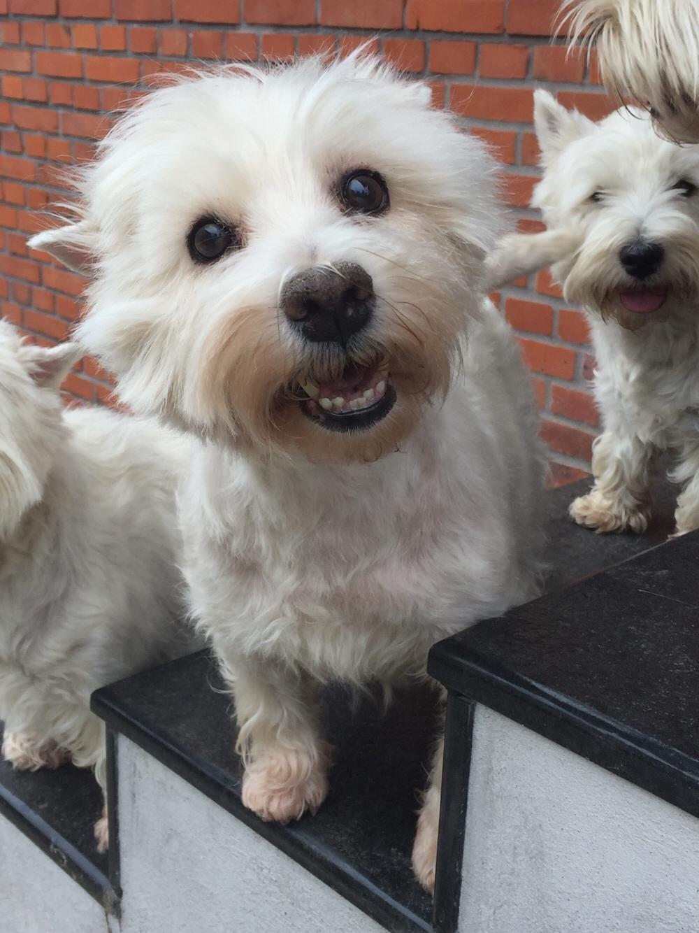 West highland white terrier la gry,s super nova (sally) himmelhund billede 4