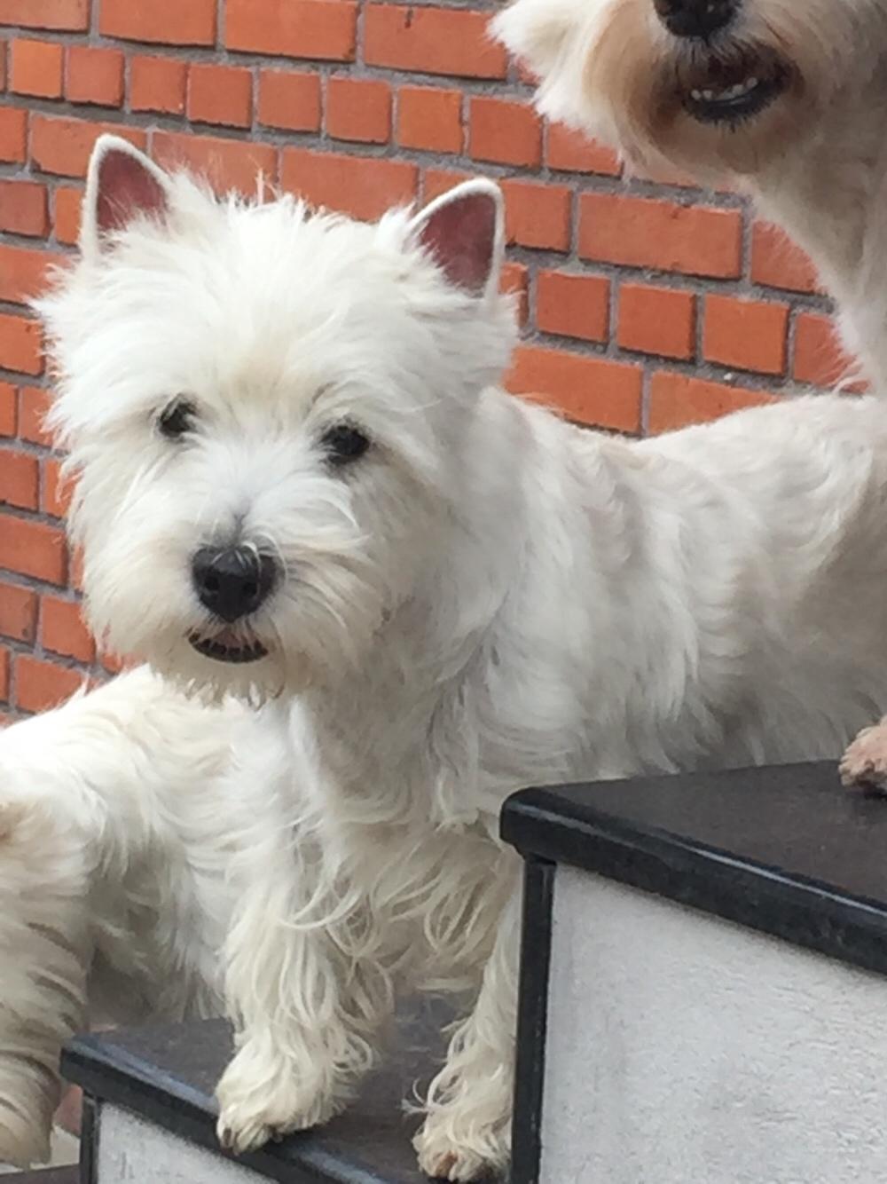 West highland white terrier la gry,s liv billede 20