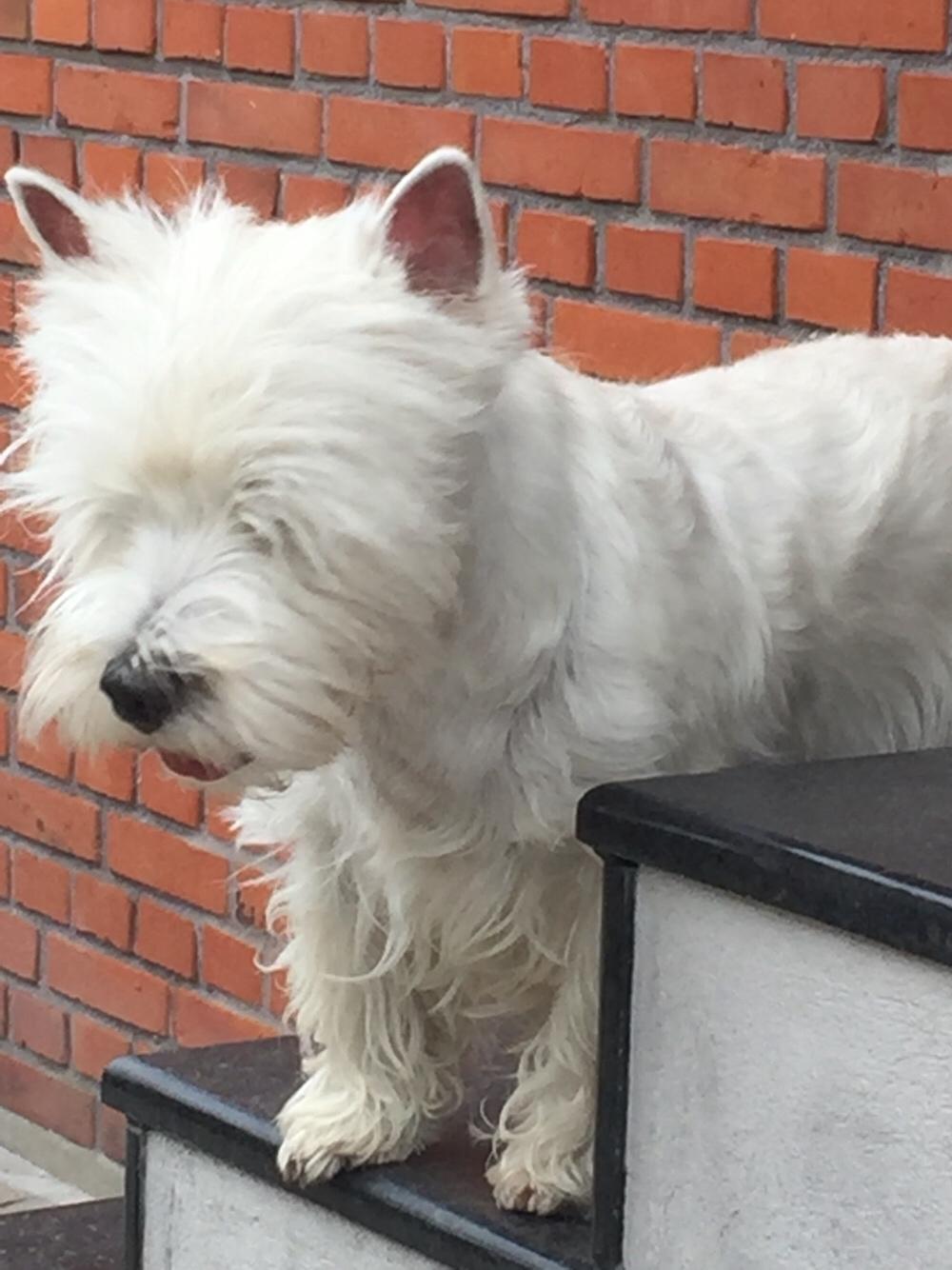 West highland white terrier la gry,s liv billede 21