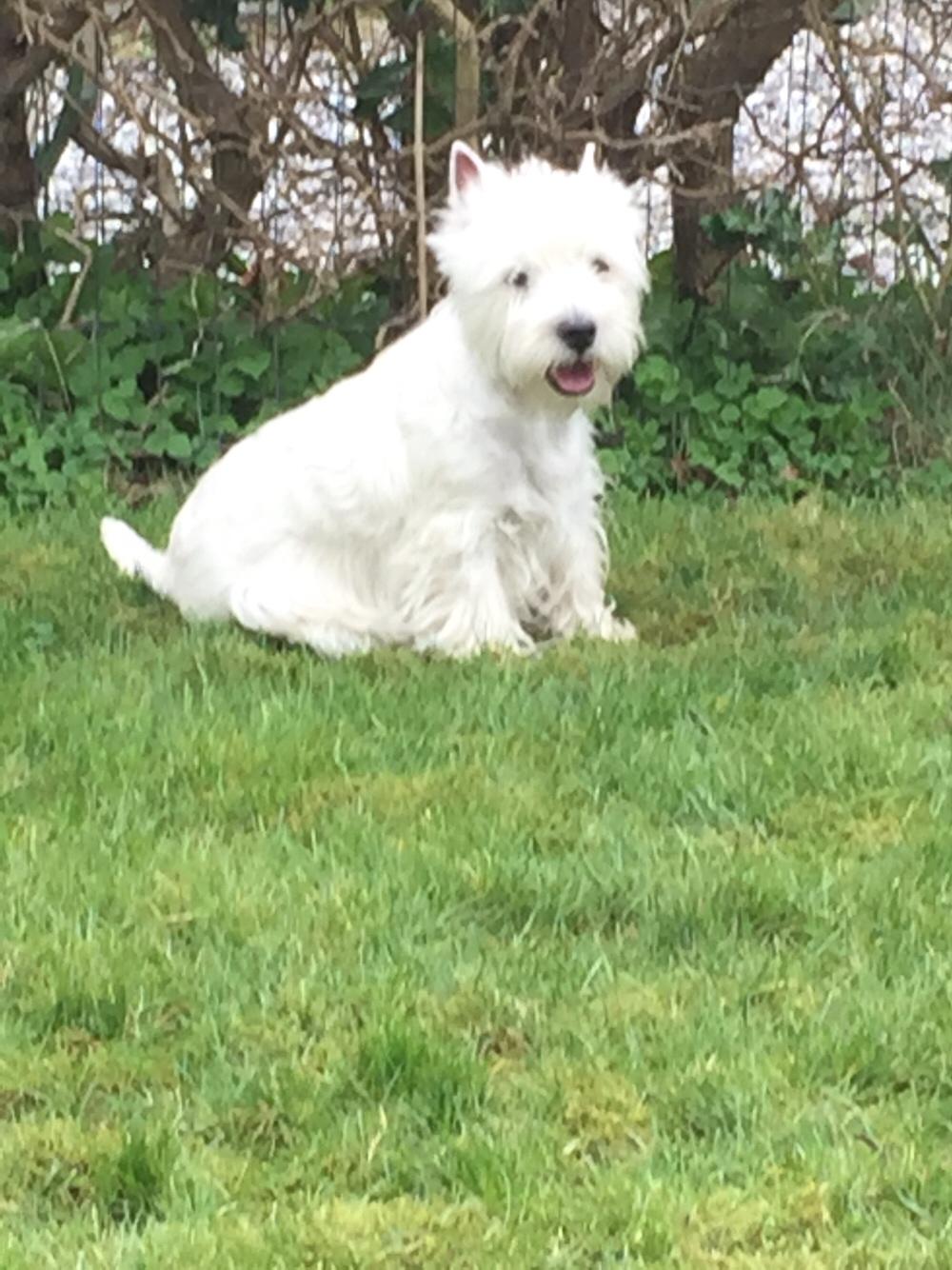 West highland white terrier la gry,s liv billede 22