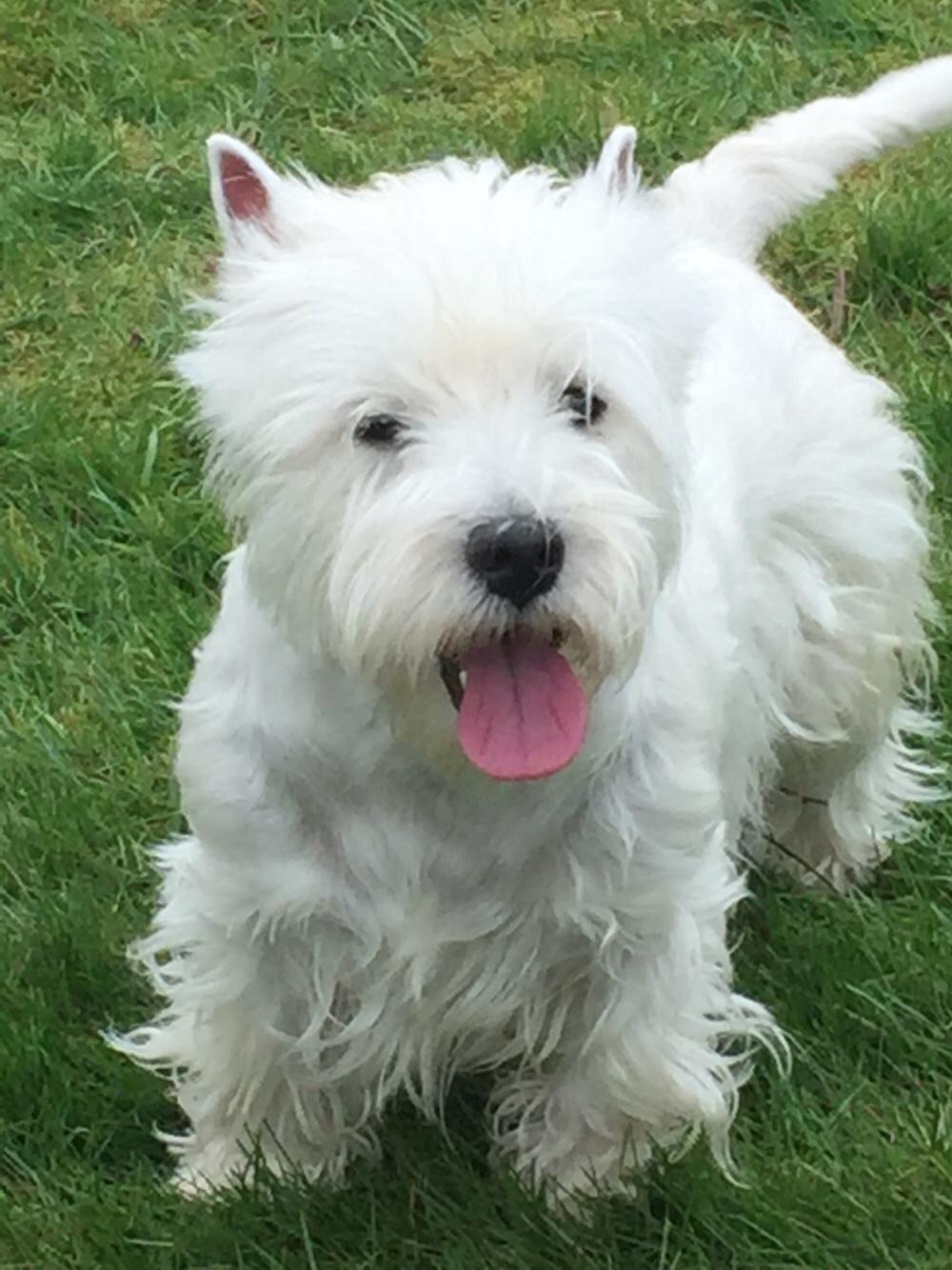 West highland white terrier la gry,s liv billede 23