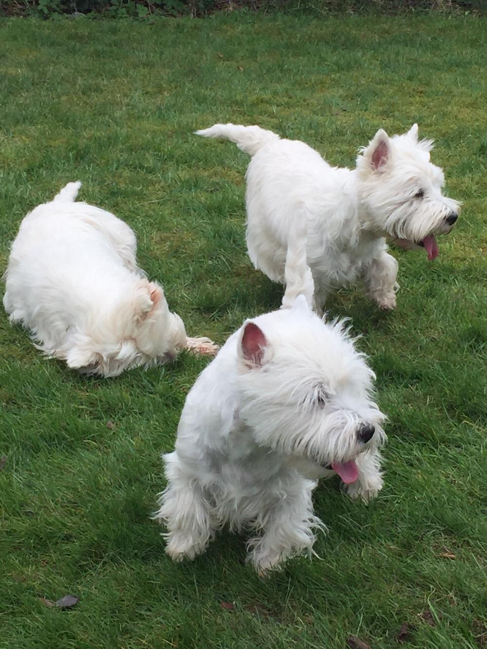 West highland white terrier bella billede 10