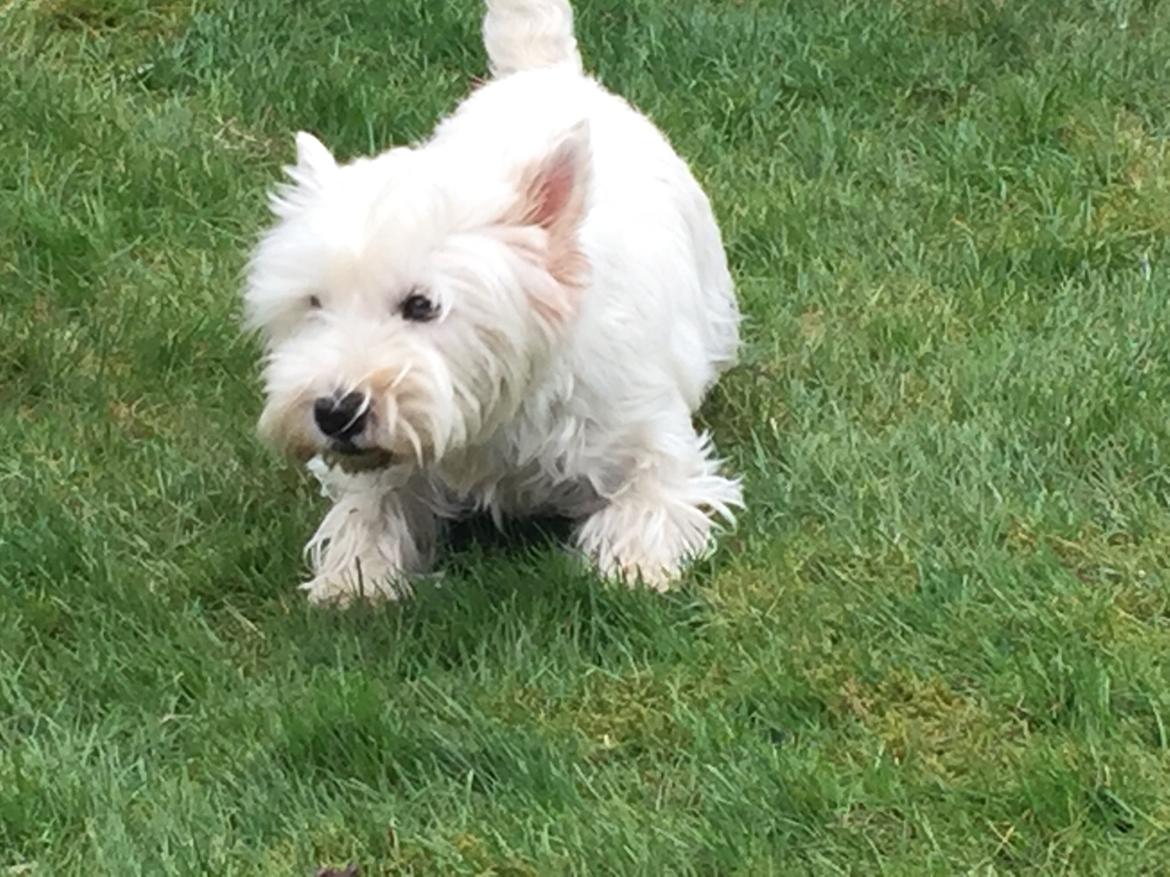 West highland white terrier bella billede 9