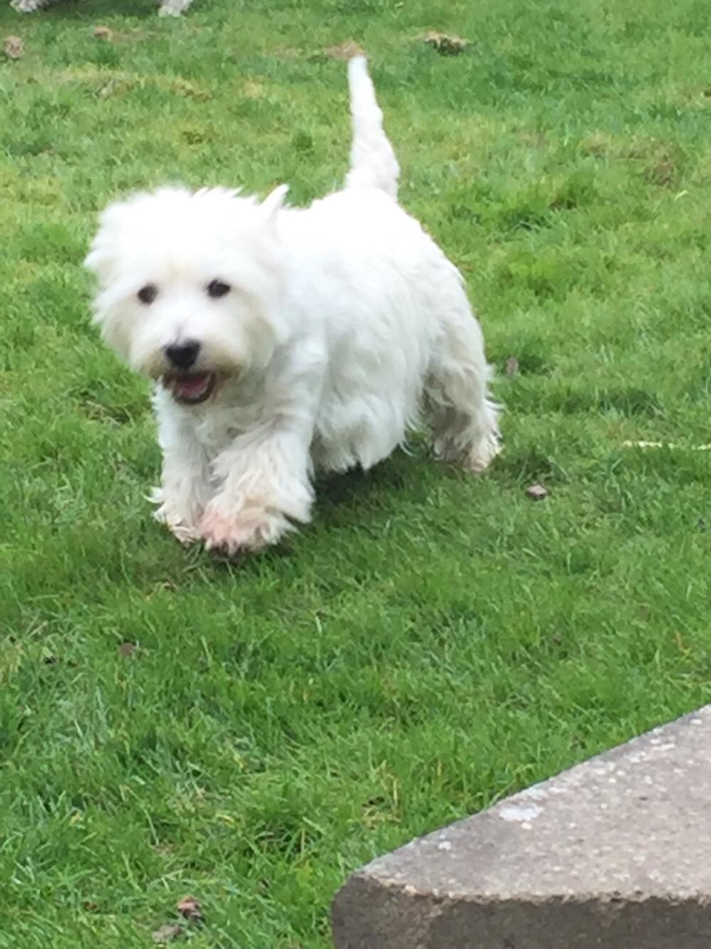 West highland white terrier Laura billede 6