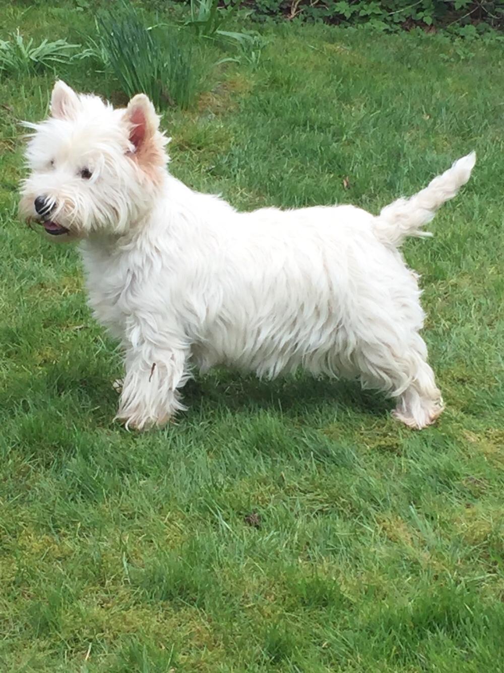 West highland white terrier bella billede 11