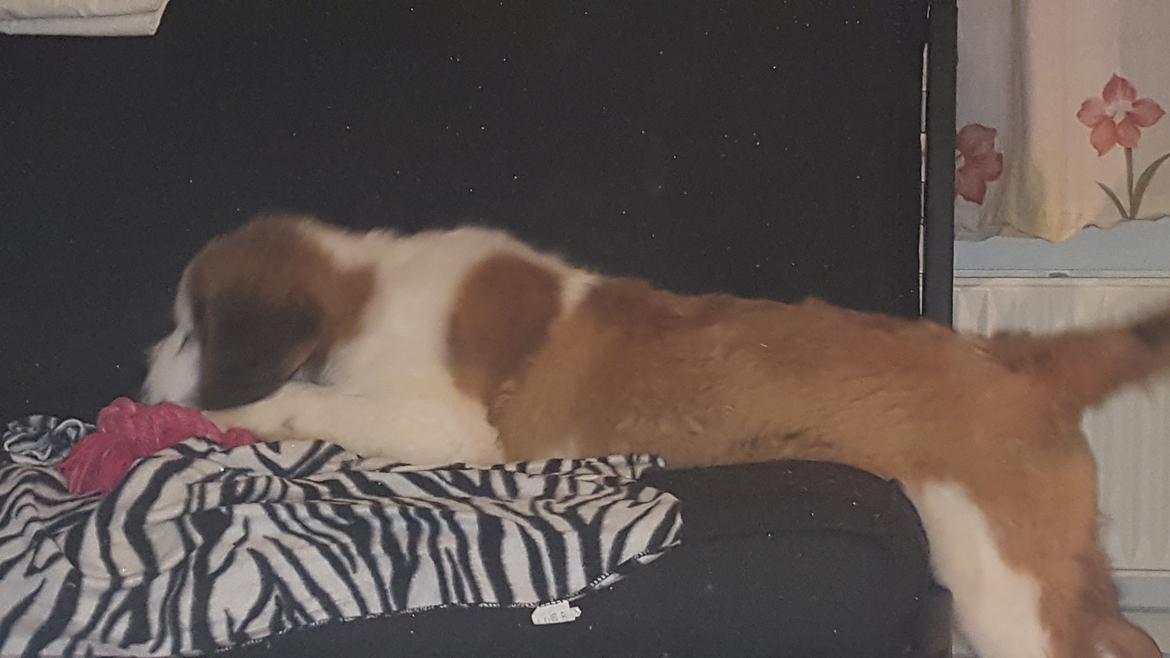 Sankt bernhardshund Allison  billede 7