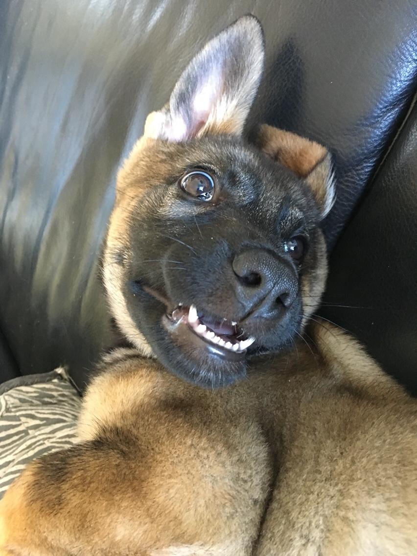 Schæferhund Weedfald Enya billede 27