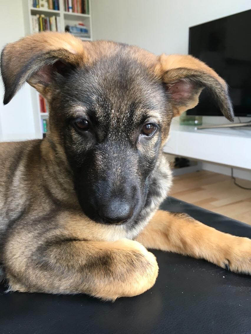 Schæferhund Weedfald Enya billede 5