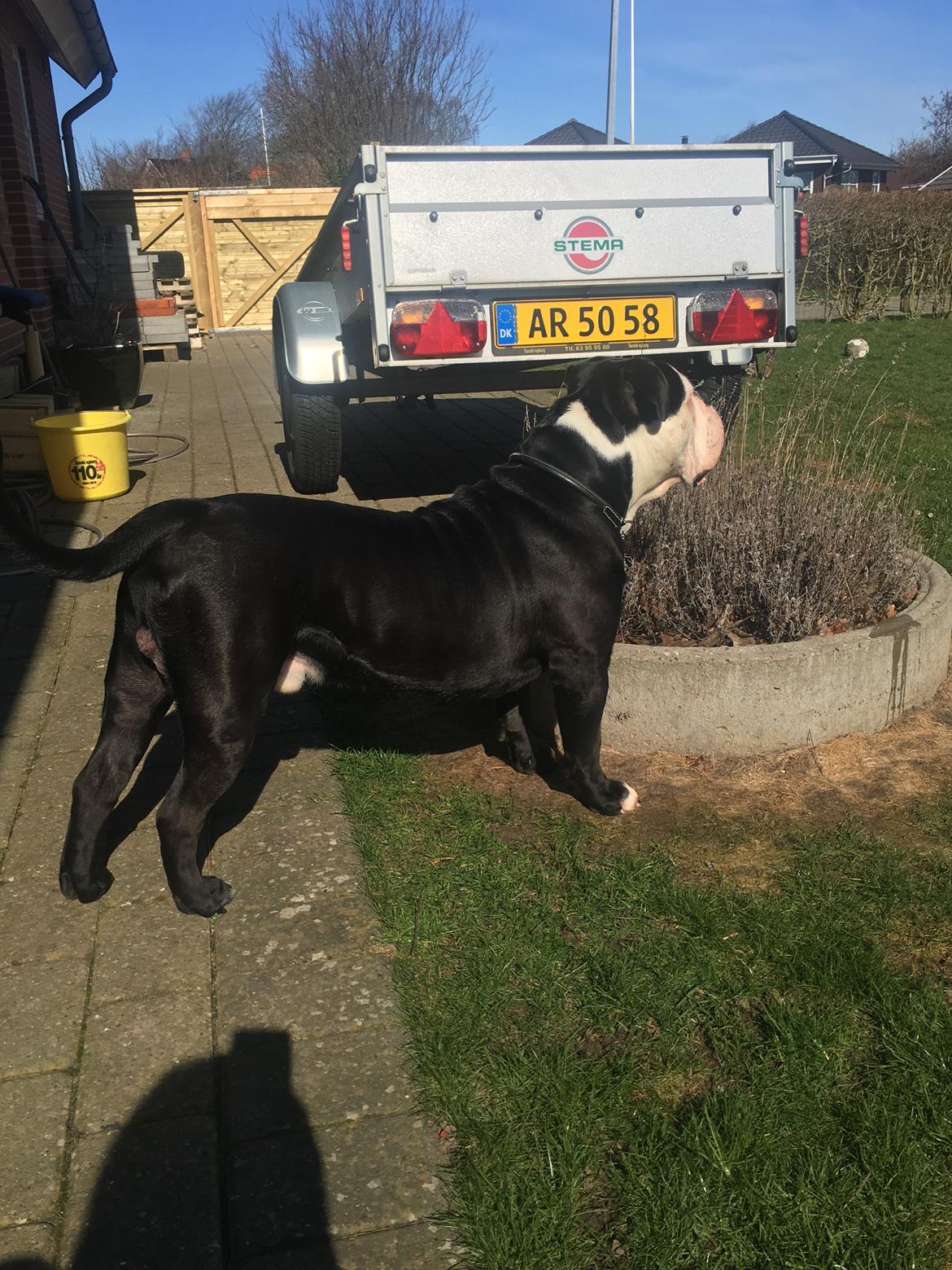 Olde english bulldogge Manfred billede 2