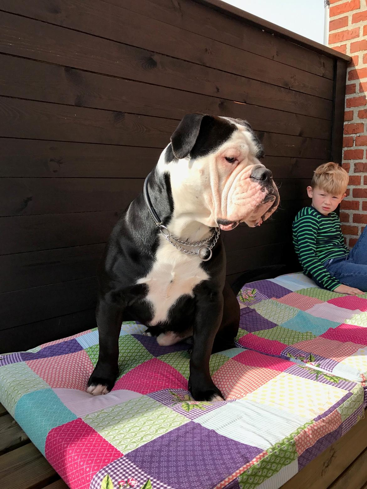 Olde english bulldogge Manfred billede 3