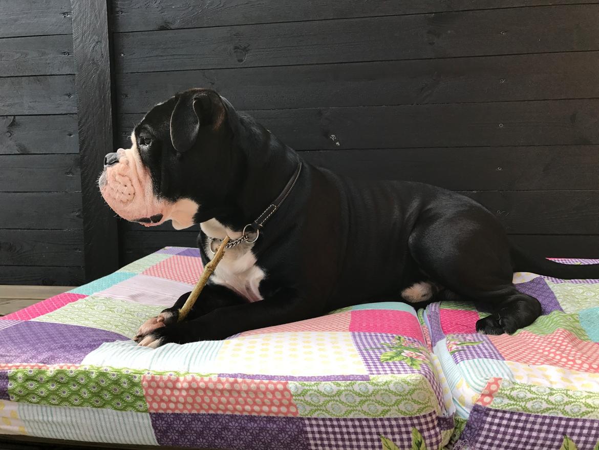 Olde english bulldogge Manfred billede 4