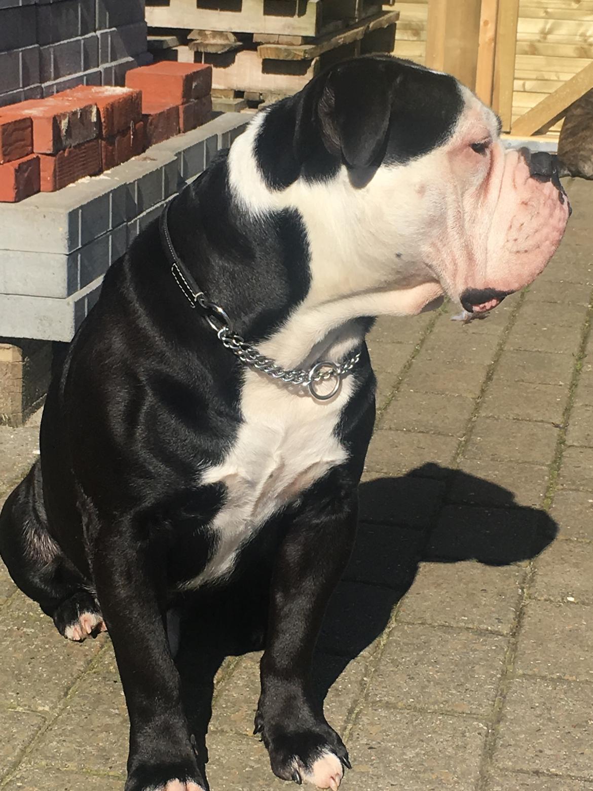 Olde english bulldogge Manfred billede 1