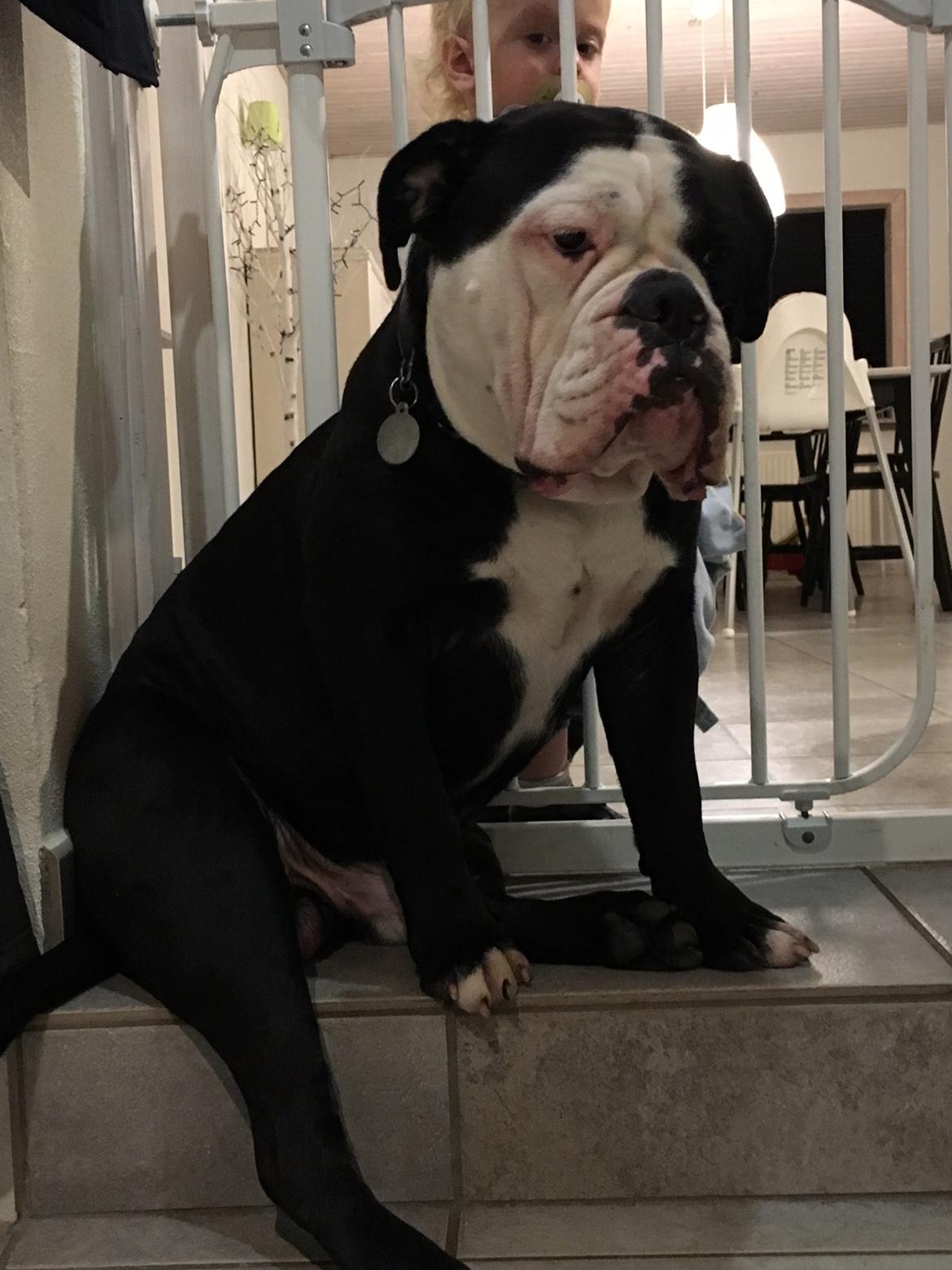 Olde english bulldogge Manfred billede 5