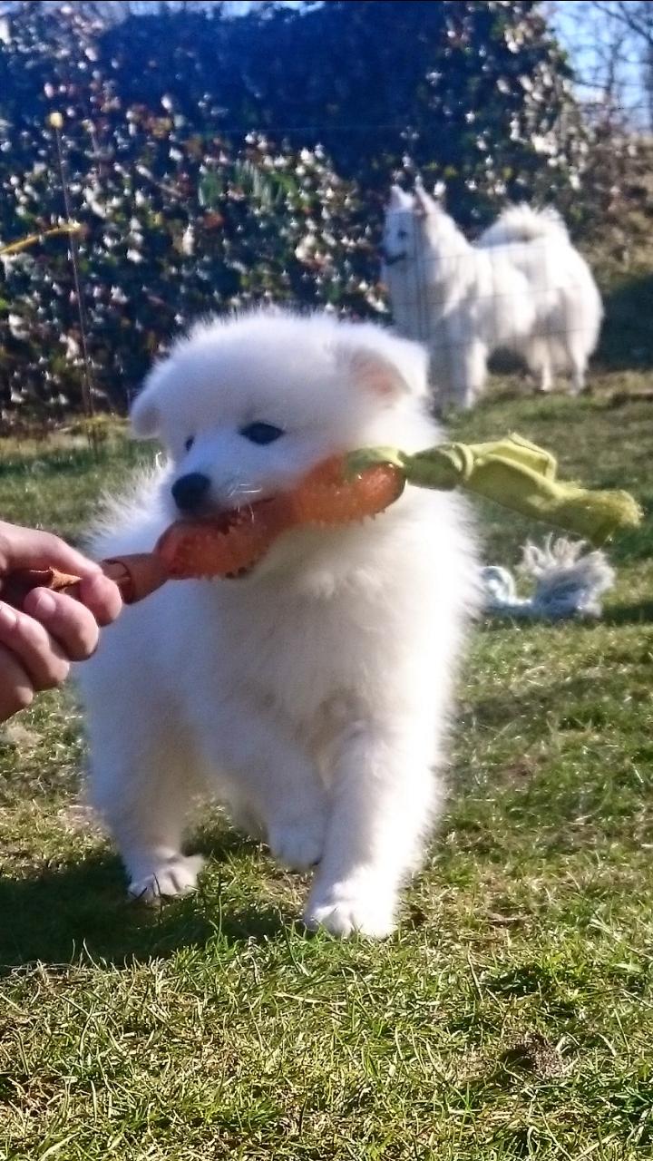 Japansk spids Keimiko Di-Shi's Genkina Iroh - Iroh næsten 8 uger, da vi besøgte dem gangen inden vi hentede ham :) billede 34