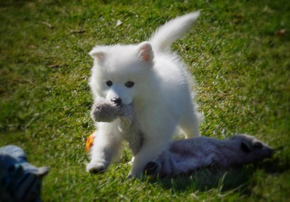 Japansk spids Keimiko Di-Shi's Genkina Iroh - Ca. 8,5 uge hos opdrætter billede 35