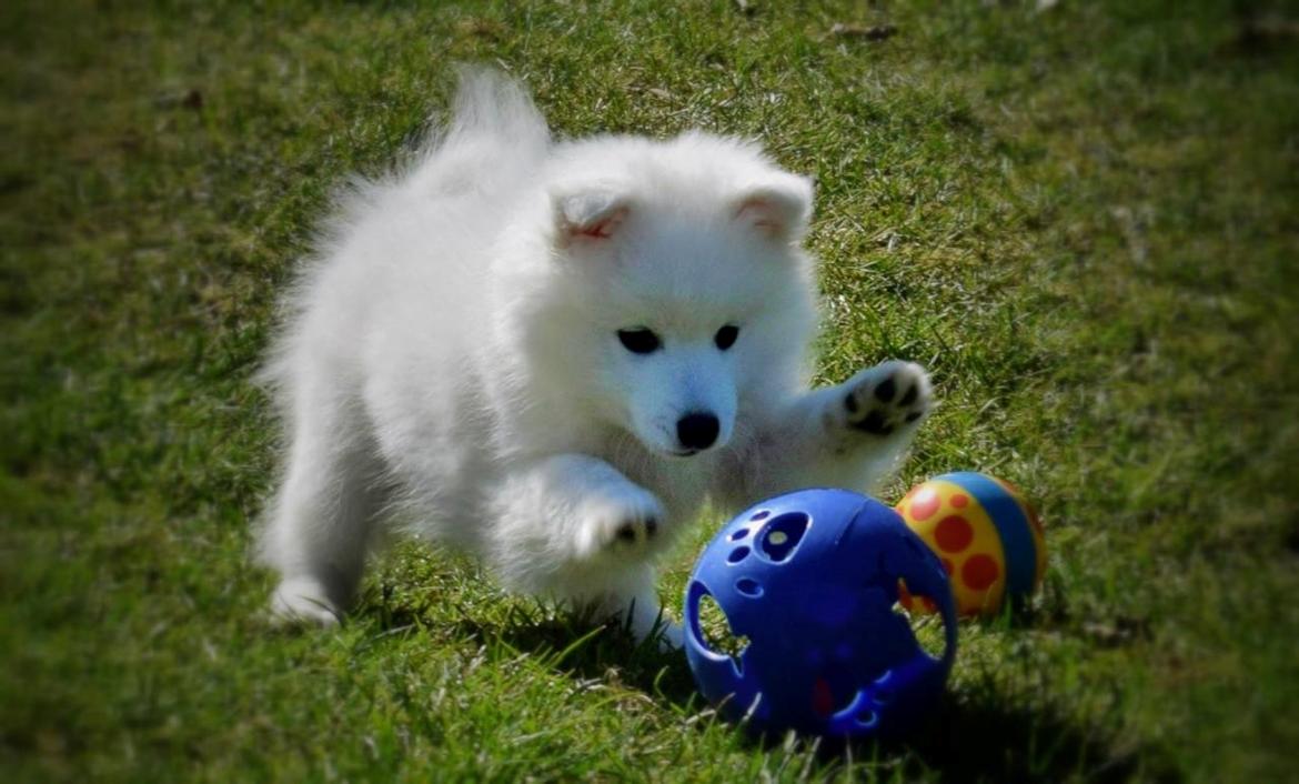 Japansk spids Keimiko Di-Shi's Genkina Iroh - Ca. 8,5 uge hos opdrætter billede 36