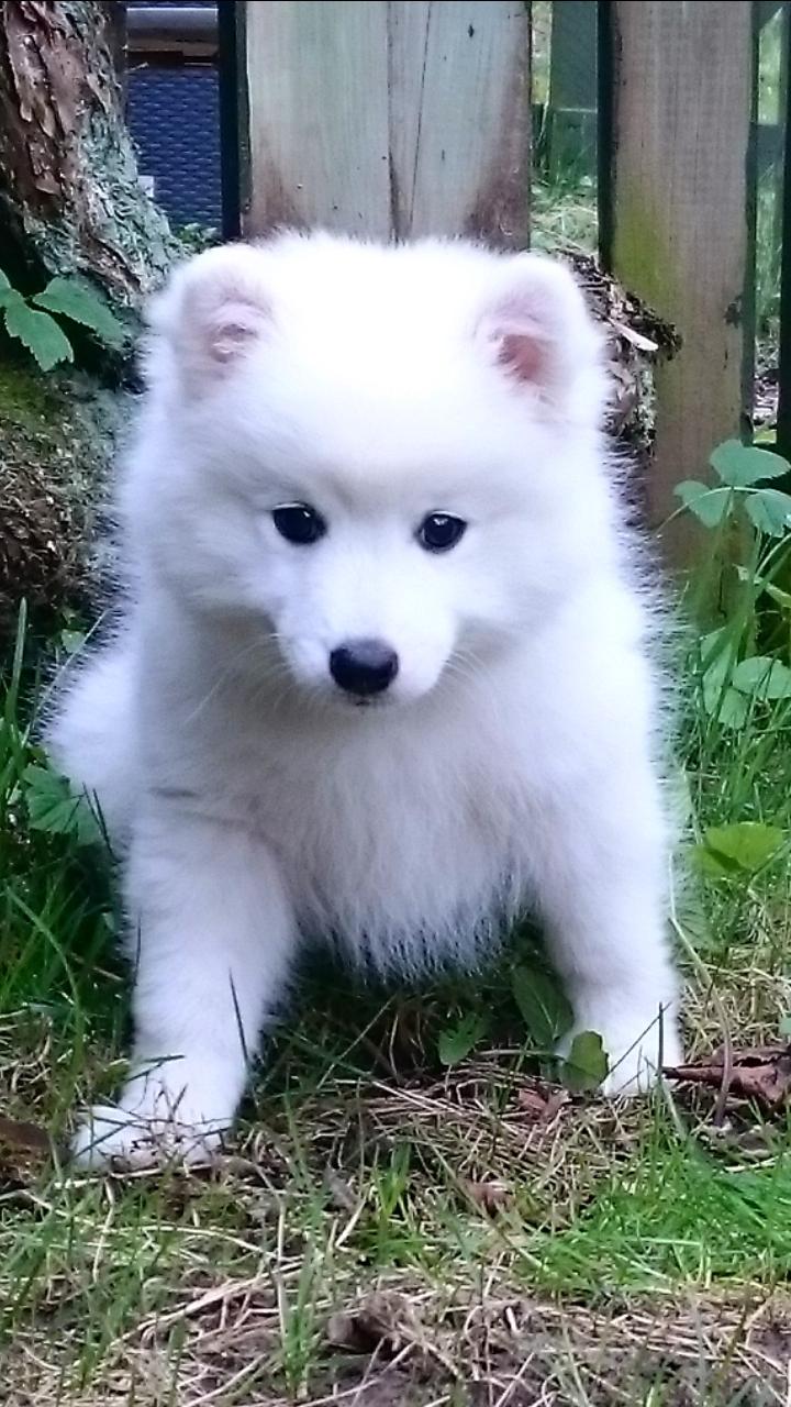 Japansk spids Keimiko Di-Shi's Genkina Iroh - I haven hos os på sin første dag :) billede 37