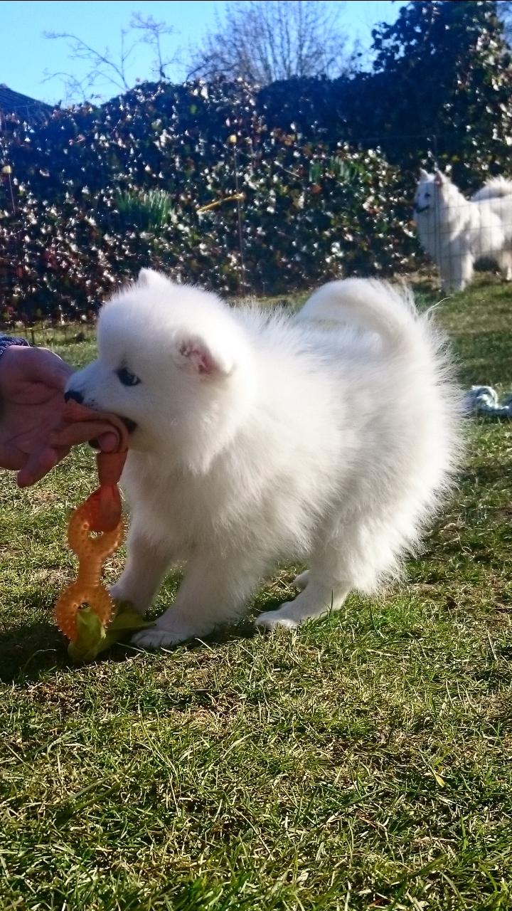 Japansk spids Keimiko Di-Shi's Genkina Iroh - Iroh ca. 8 uge hos opdrætter <3 billede 38