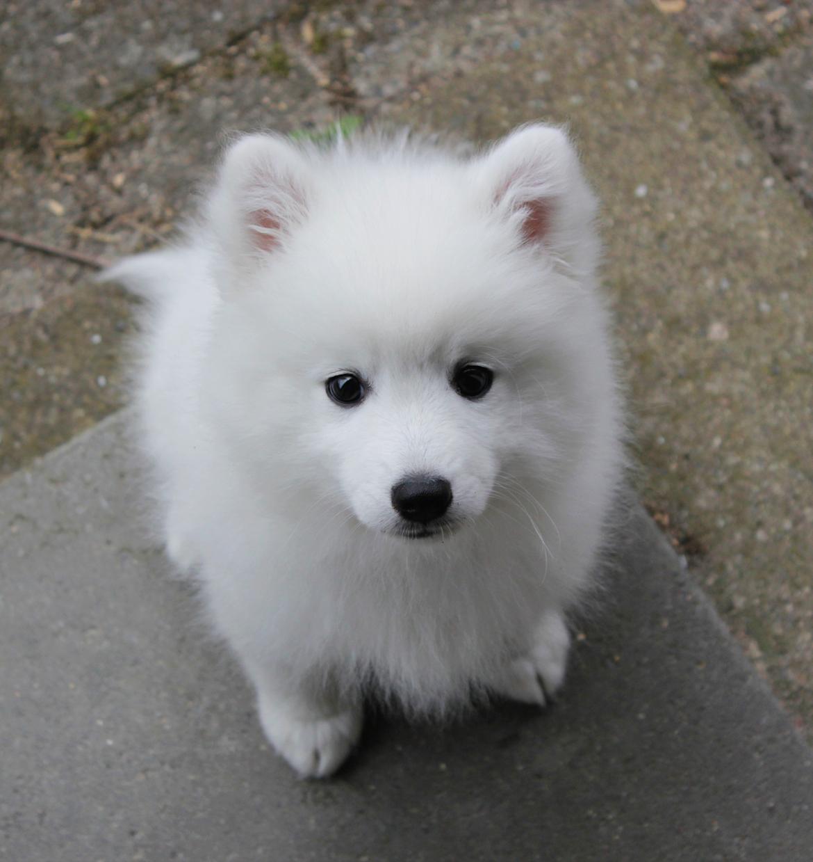 Japansk spids Keimiko Di-Shi's Genkina Iroh - 9,5 uge. Har indtaget vores have og sidder her pænt ved døren :) billede 32