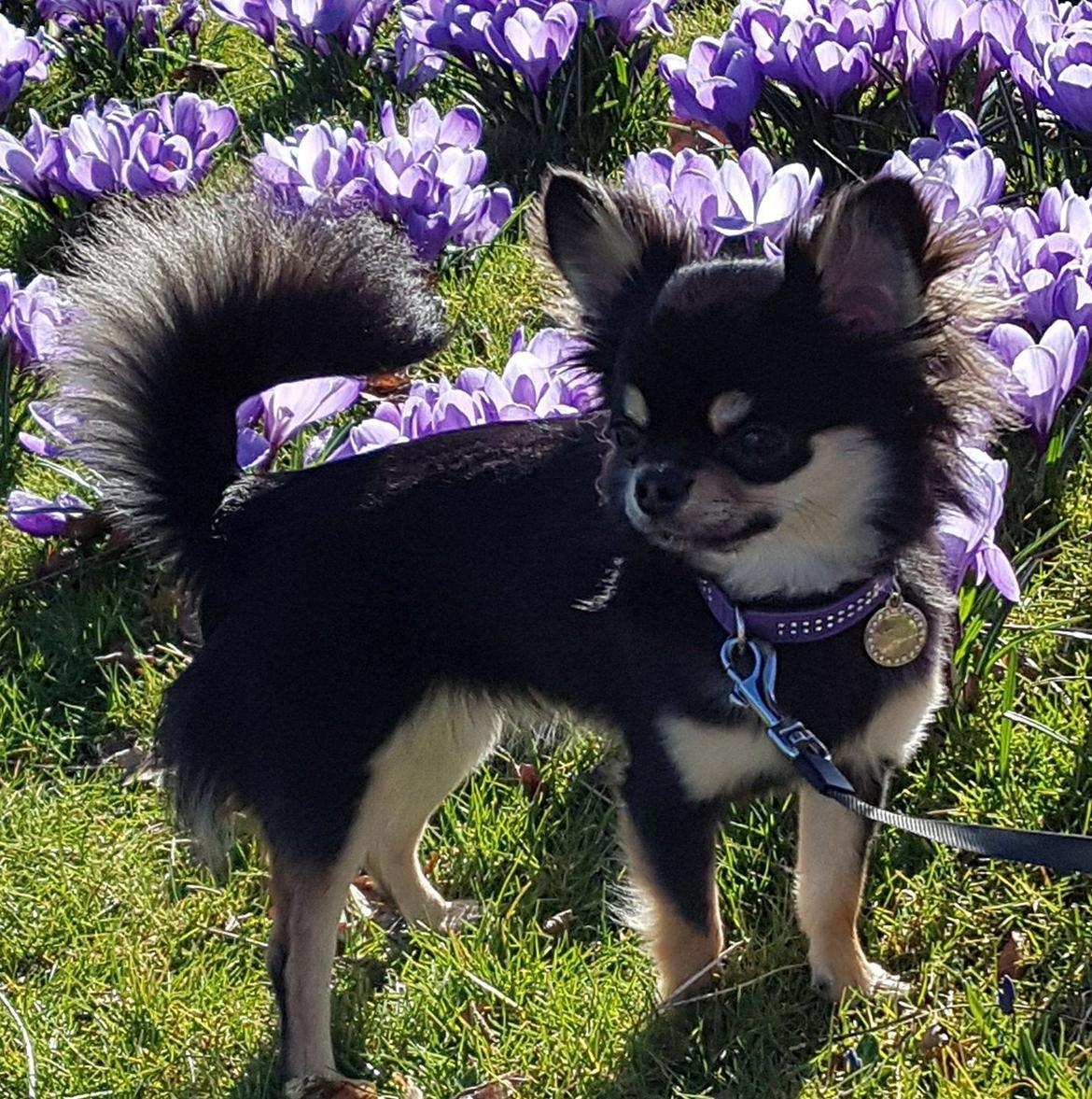 Chihuahua New Star Nova Be My Dream "Nova" - Forår 2017 - 10 mdr.  billede 20