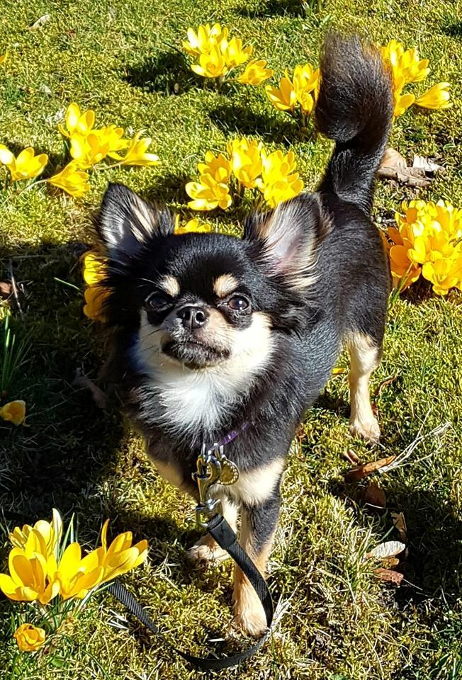 Chihuahua New Star Nova Be My Dream "Nova" - Forår 2017 - 10 mdr.  billede 21