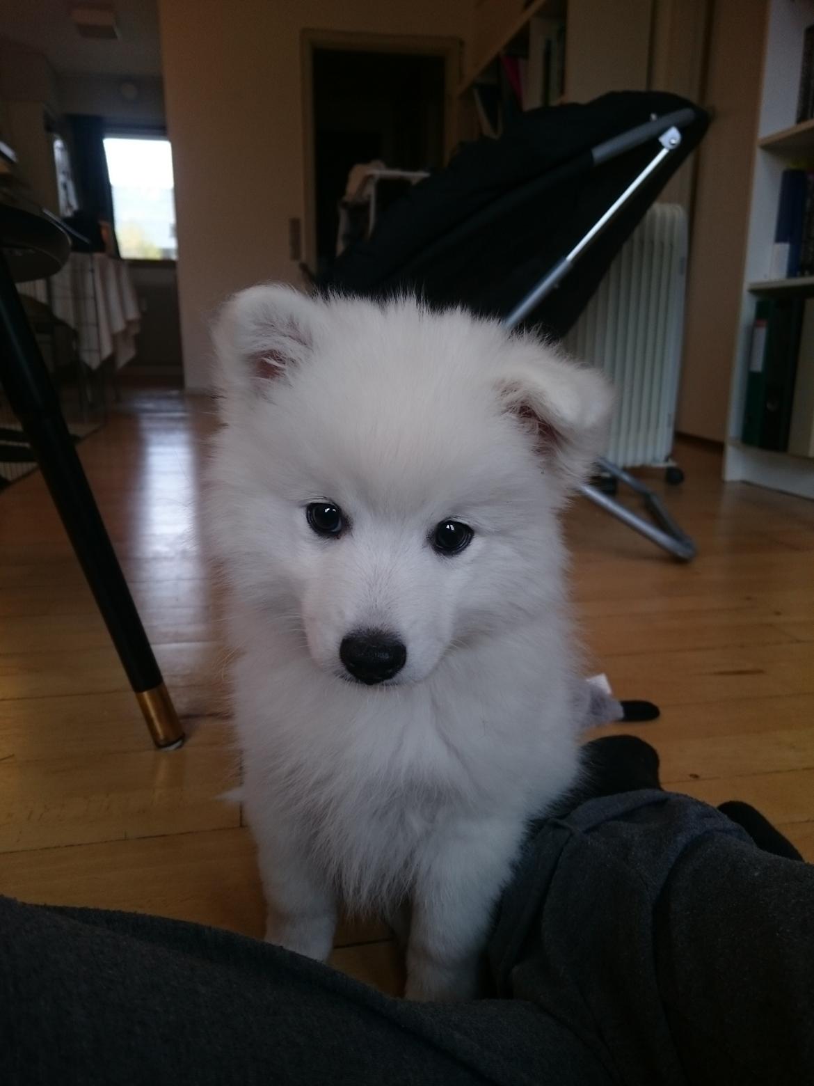 Japansk spids Keimiko Di-Shi's Genkina Iroh - Iroh 9,5 uge - Den dag vi fik ham :D <3 billede 39