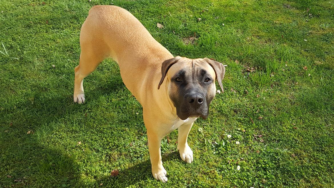 Perro de Presa Canario Crystal Fuerza Bull (Mina) - 12 mdr. og 2 uger gammel billede 22