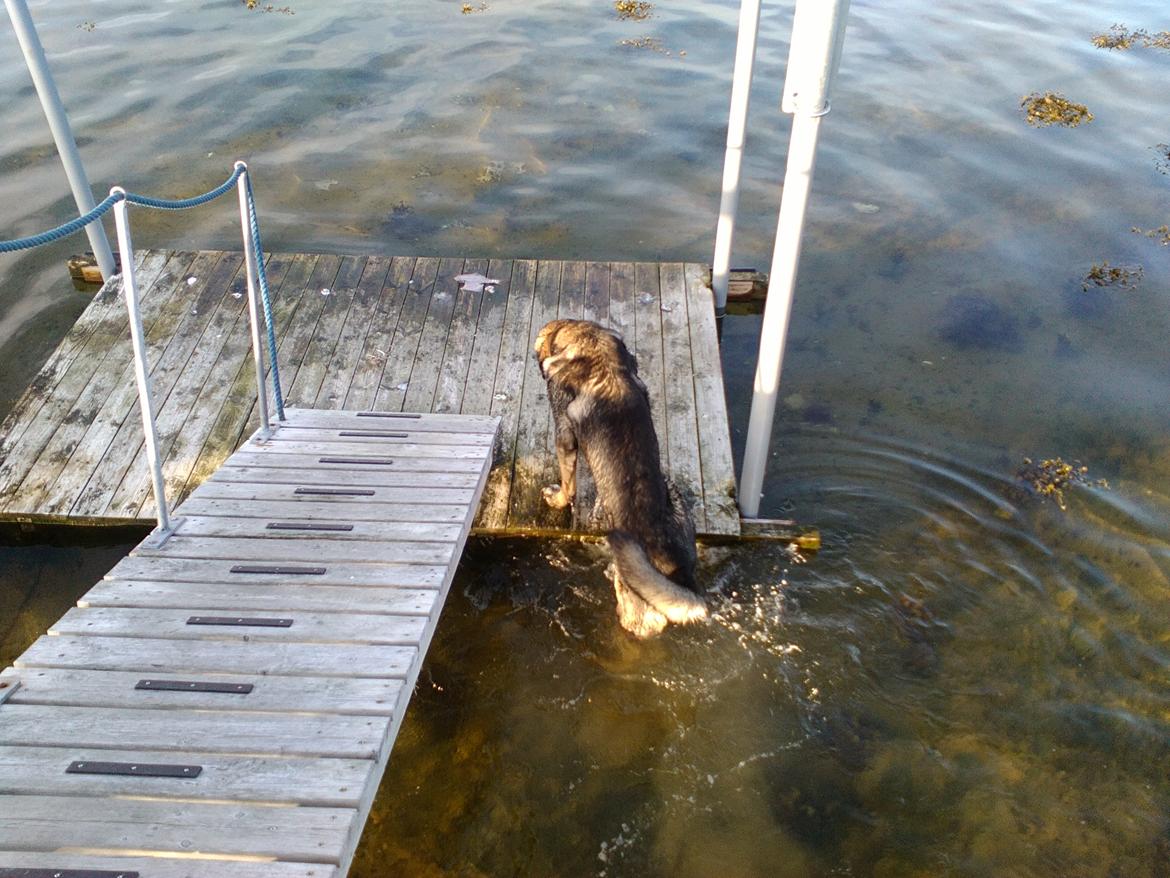 Mastin español Frekes bering billede 18