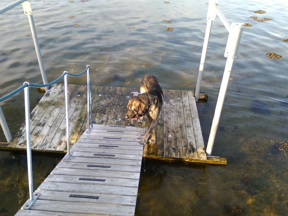 Mastin español Frekes bering billede 19