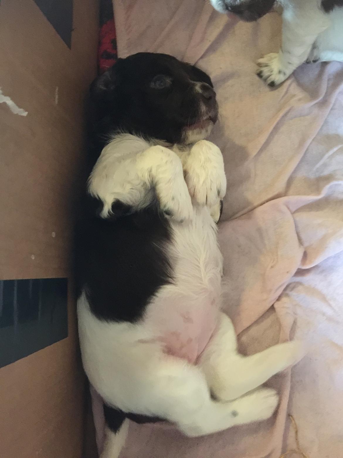 Kleiner münsterländer Bumle billede 2
