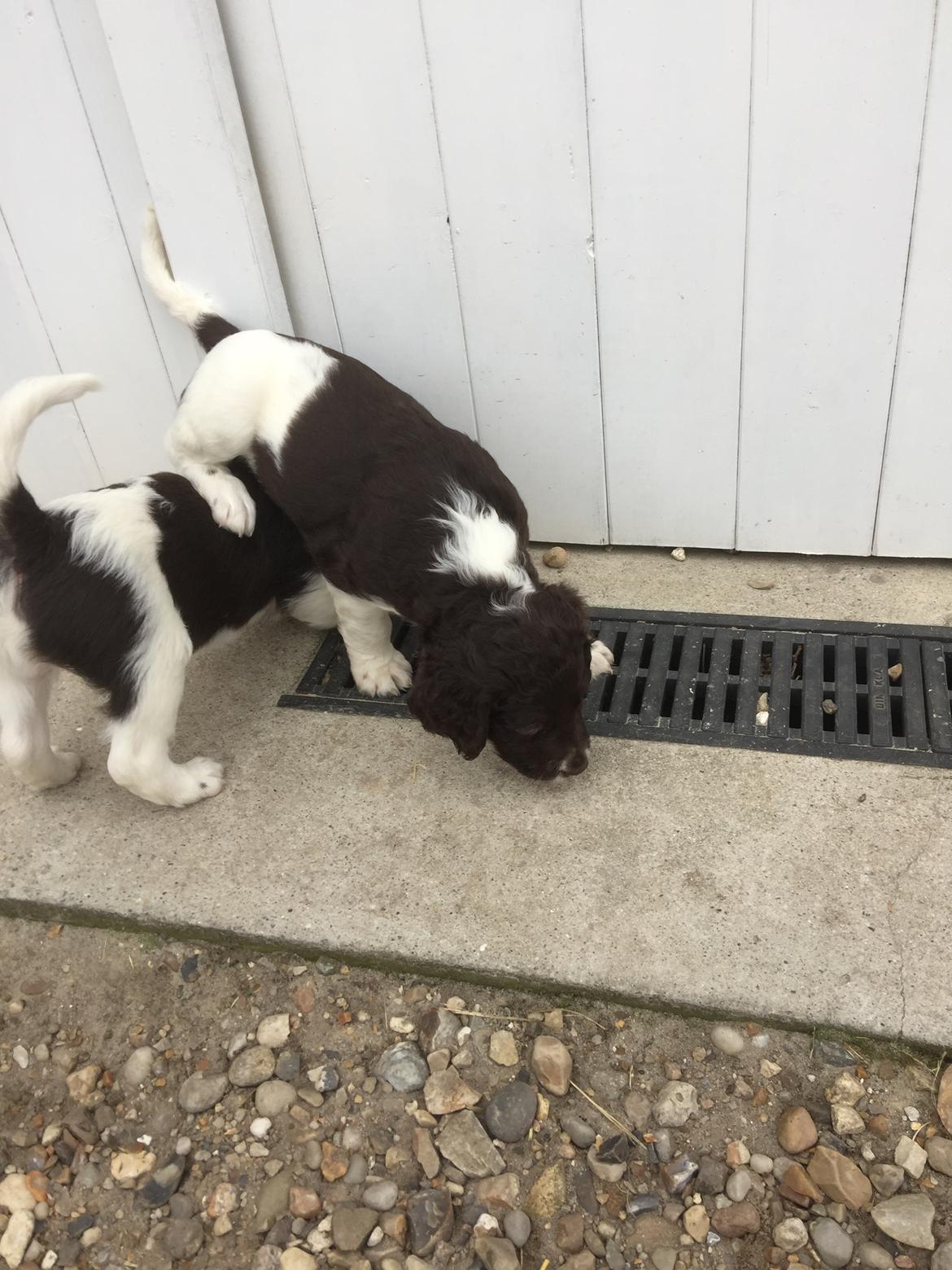 Kleiner münsterländer Bumle billede 4