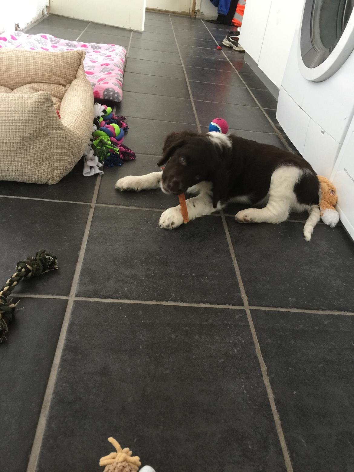 Kleiner münsterländer Bumle billede 7