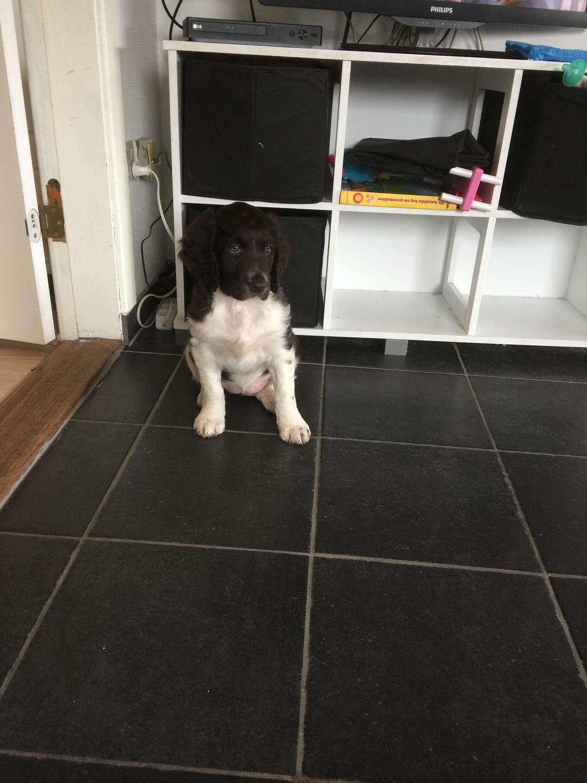 Kleiner münsterländer Bumle billede 8