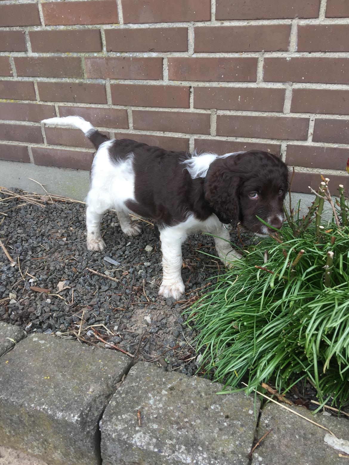 Kleiner münsterländer Bumle billede 9