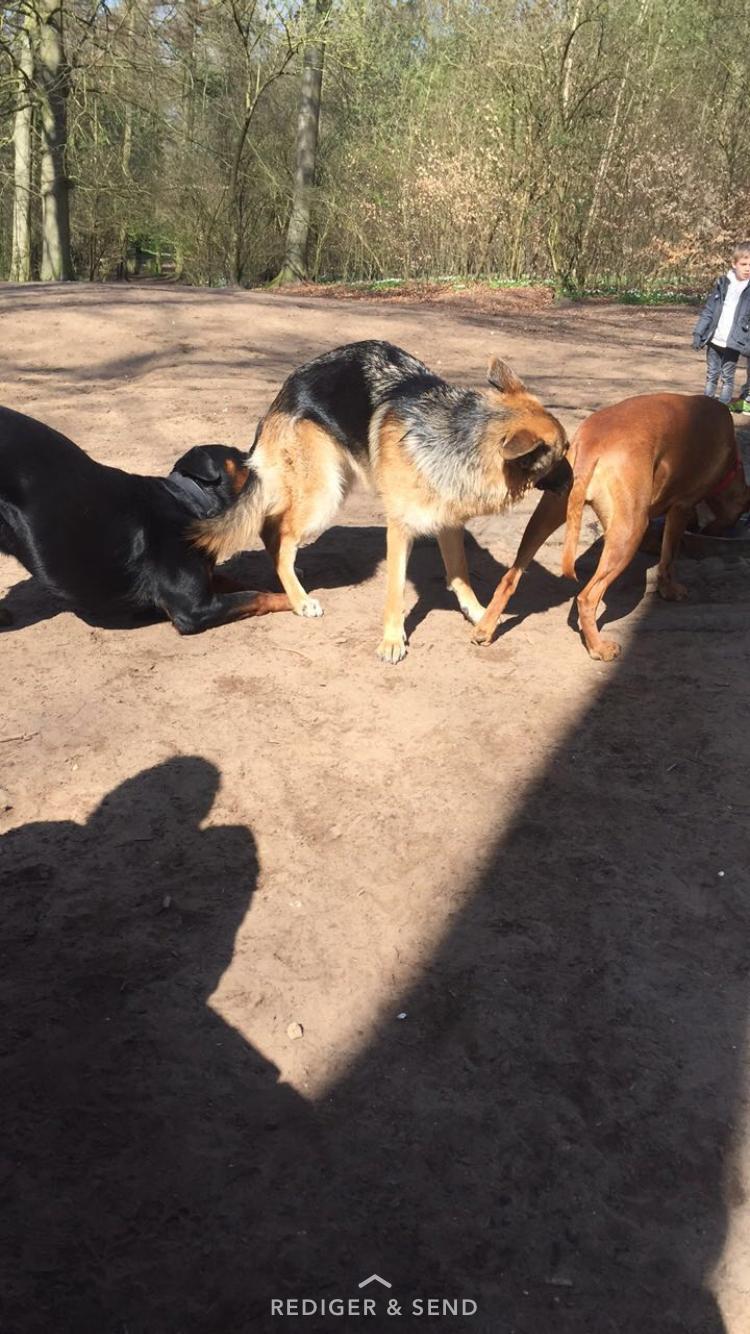 Rottweiler Ejler - I hunde skoven.. det er vist det man kalder kædereaktion 😂 billede 17