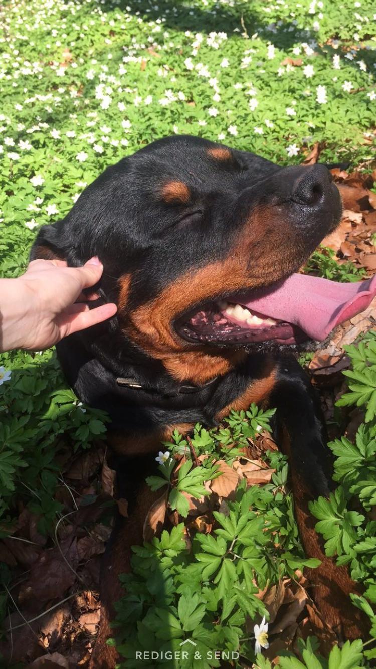 Rottweiler Ejler billede 19