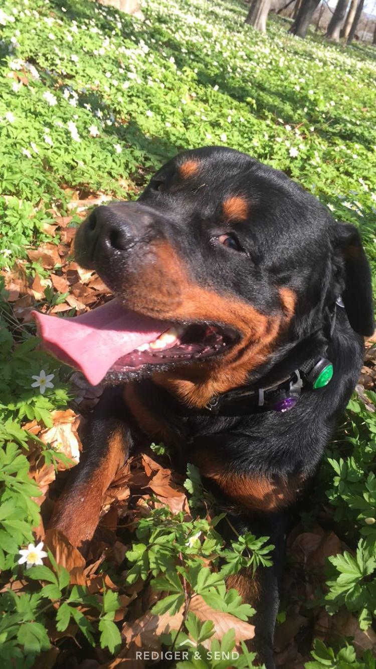 Rottweiler Ejler - Mmm forår billede 18
