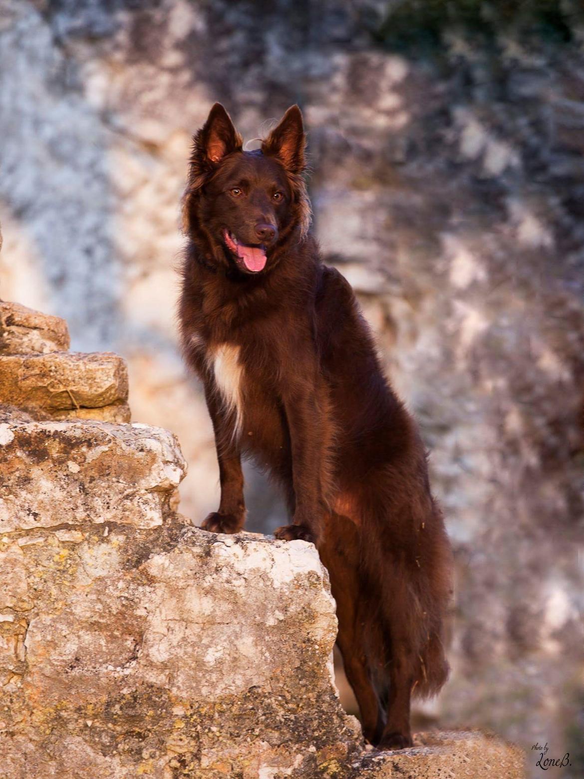 Blanding af racer australsk kelpie/bordercollie HACHI billede 1