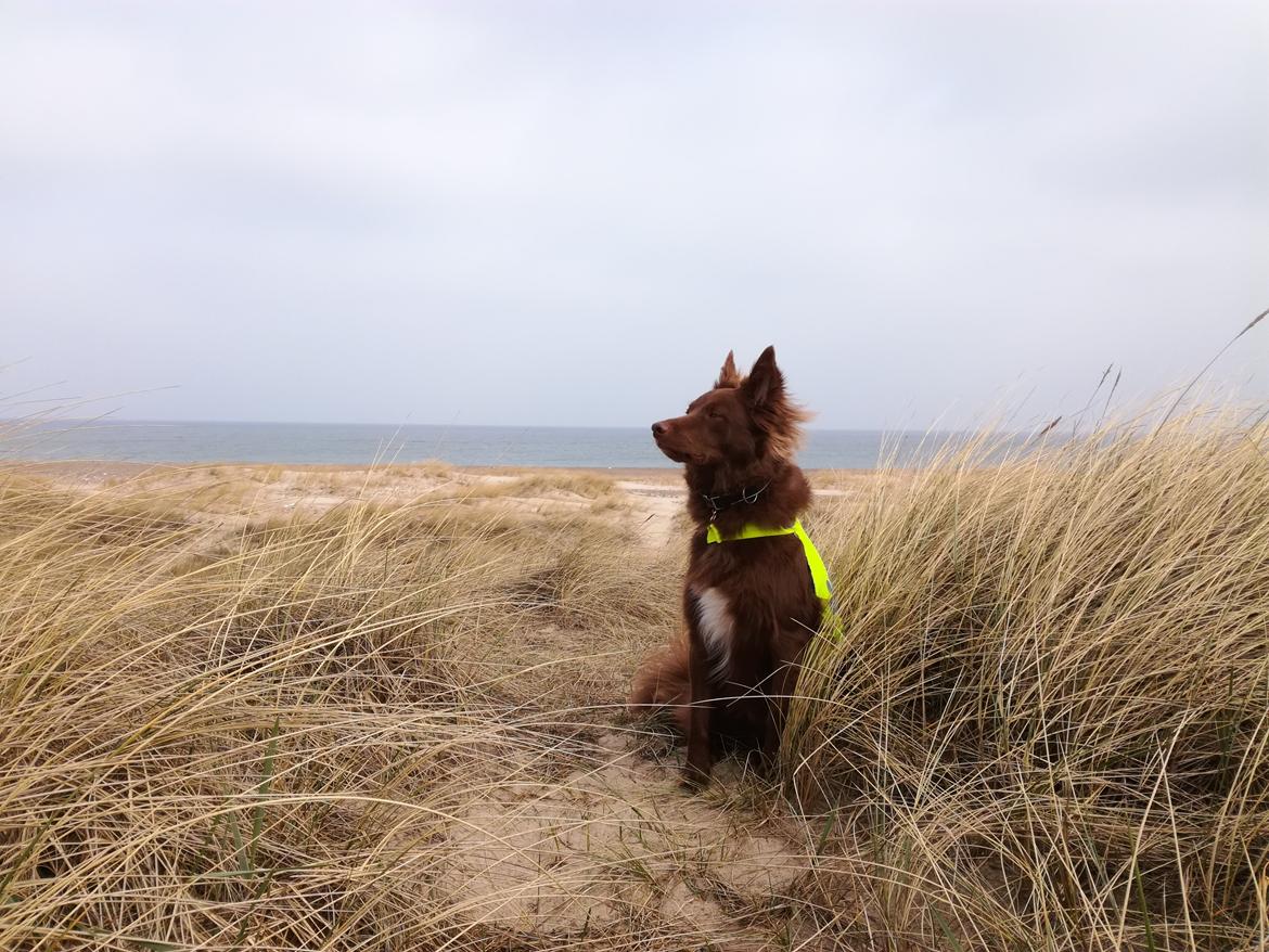 Blanding af racer australsk kelpie/bordercollie HACHI billede 2