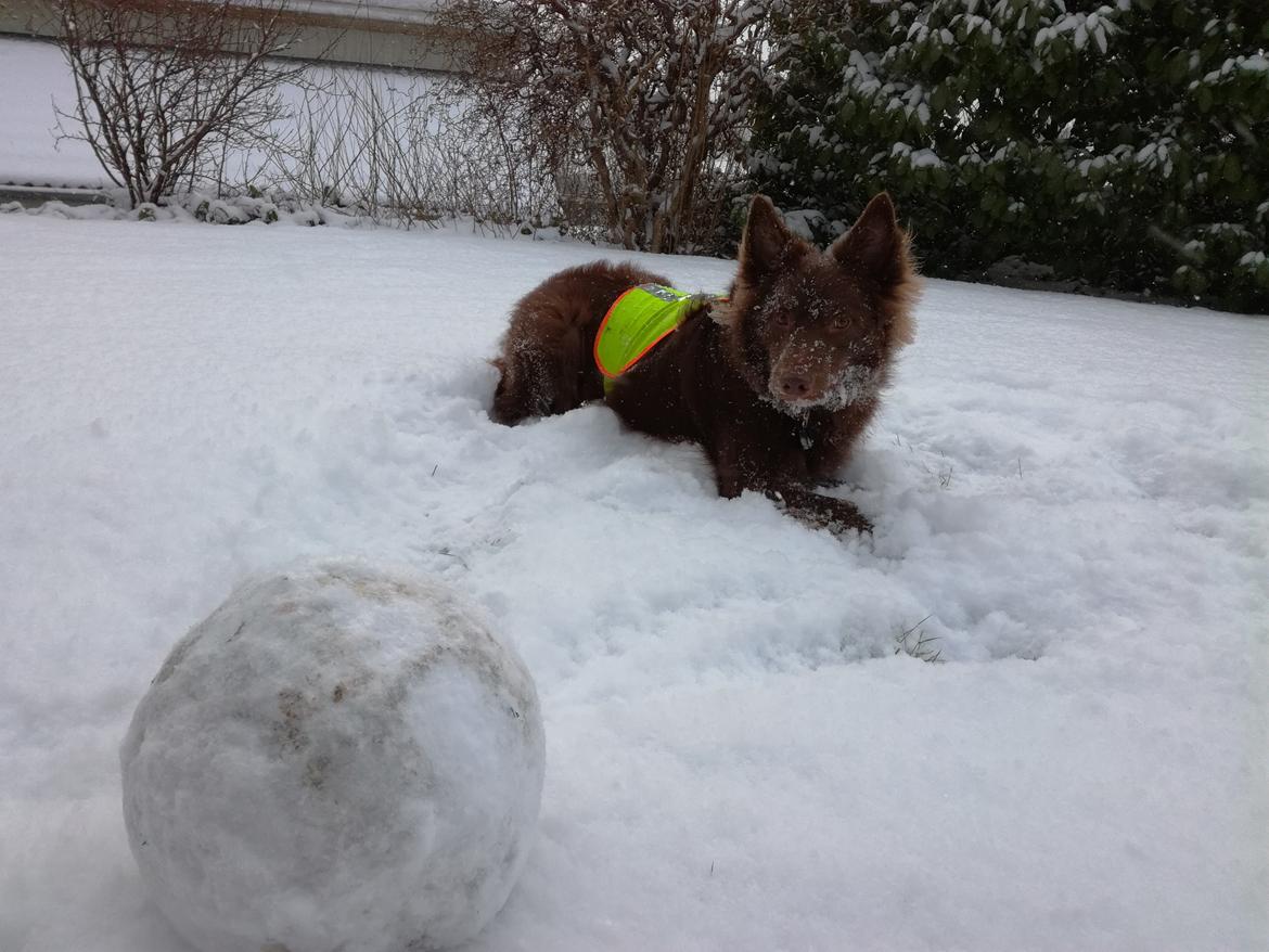 Blanding af racer australsk kelpie/bordercollie HACHI billede 5