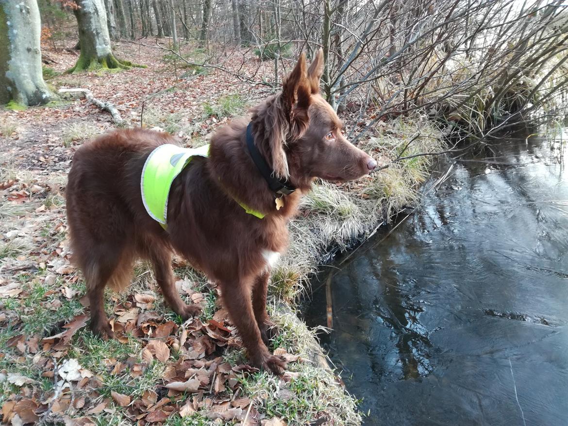 Blanding af racer australsk kelpie/bordercollie HACHI billede 9