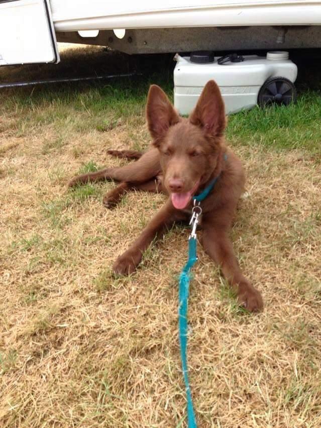 Blanding af racer australsk kelpie/bordercollie HACHI billede 7